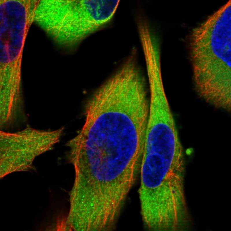 Immunocytochemistry/ Immunofluorescence CRYZ Antibody - BSA Free