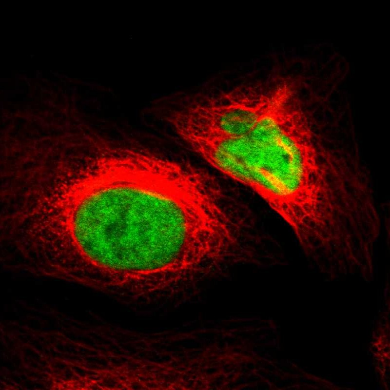 Staining of human cell line U-2 OS shows localization to nucleoplasm.
