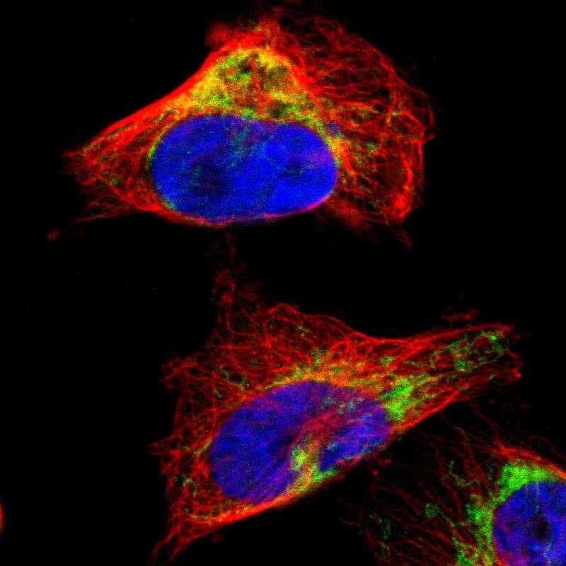 Staining of human cell line U-251 MG shows localization to mitochondria.