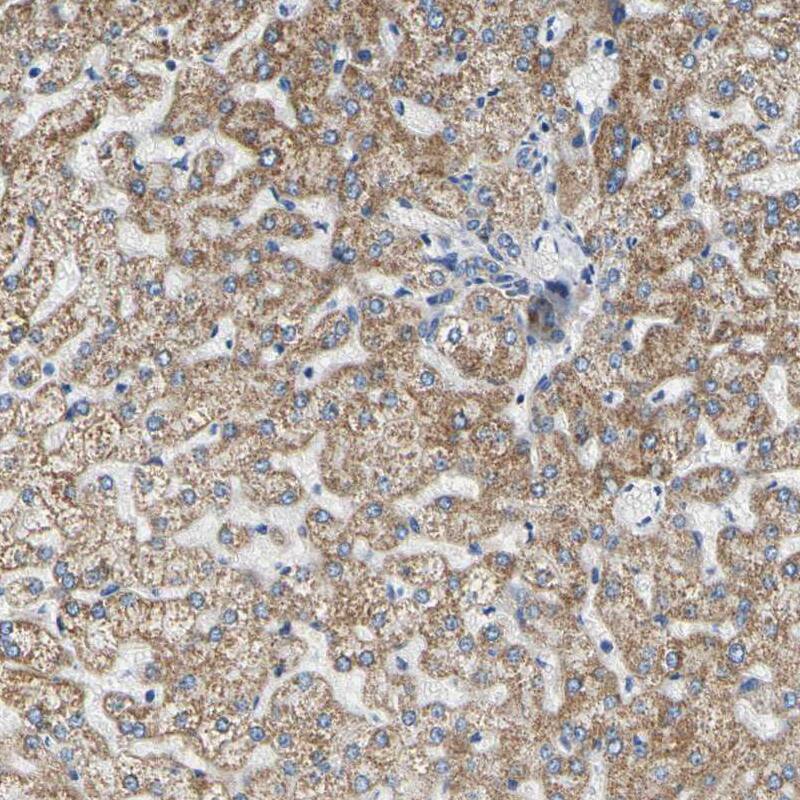 Staining of human liver shows moderate granular cytoplasmic positivity in hepatocytes.