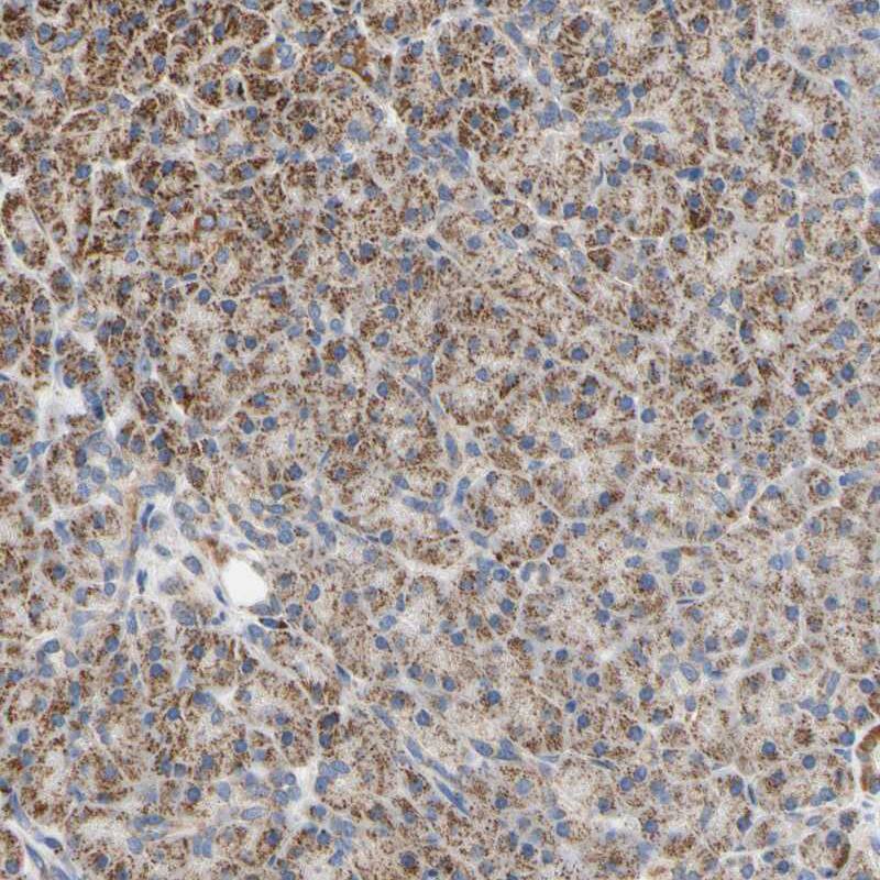 Staining of human pancreas shows moderate granular cytoplasmic positivity in exocrine glandular cells.