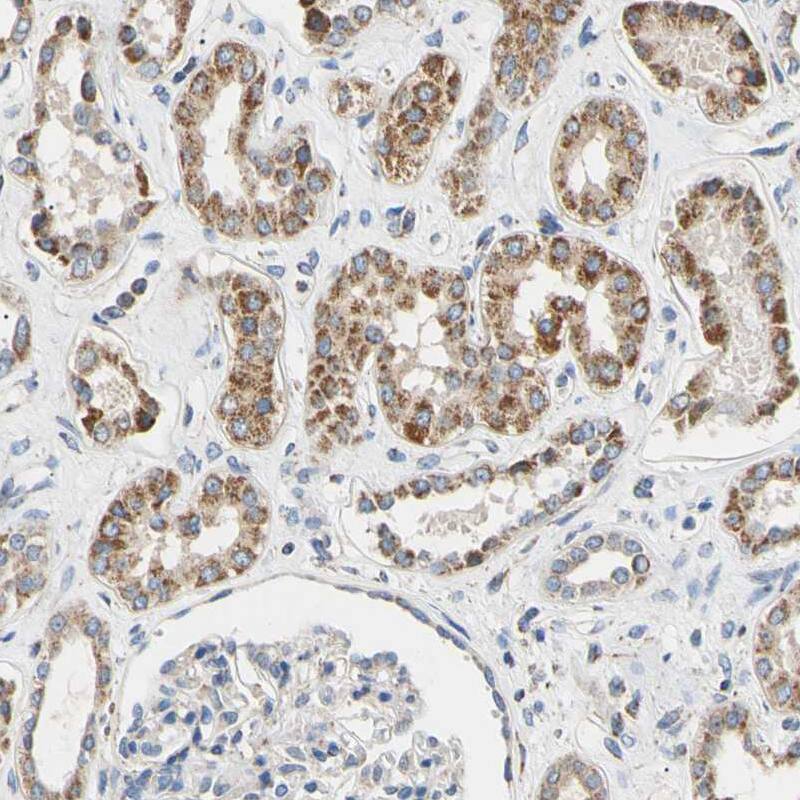 Staining of human kidney shows moderate granular cytoplasmic positivity in cells in tubules.