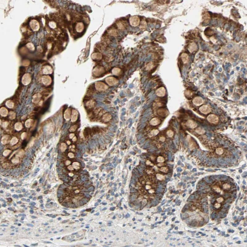 Staining of human small intestine shows strong cytoplasmic positivity in glandular cells.