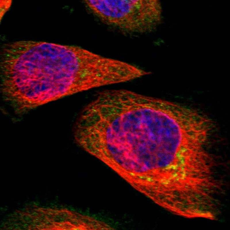 Immunocytochemistry/ Immunofluorescence SUNC1 Antibody - BSA Free