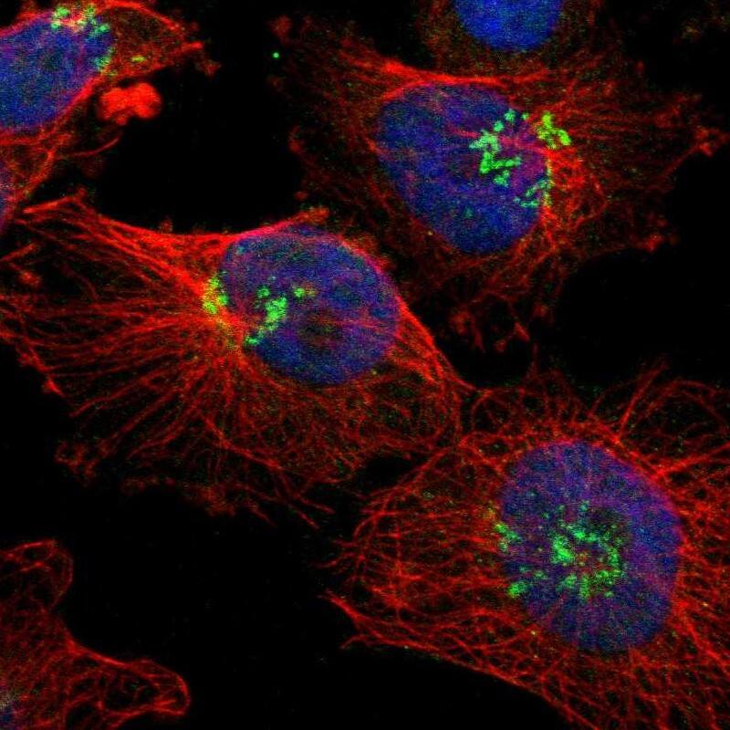 Staining of human cell line U-251 MG shows localization to nucleoplasm & the Golgi apparatus.