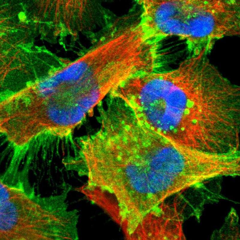 Immunocytochemistry/ Immunofluorescence MCT1/SLC16A1 Antibody - BSA Free