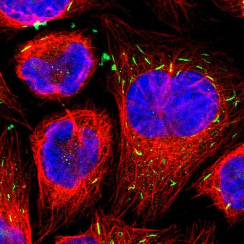 Immunocytochemistry/ Immunofluorescence MST2/STK3 Antibody - BSA Free