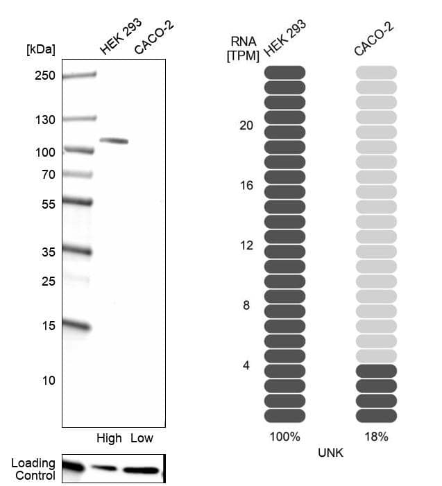 Western Blot UNK Antibody - BSA Free