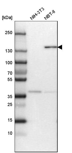 Analysis in mouse cell line NIH-3T3 and rat cell line NBT-II.