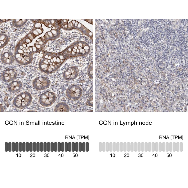 Analysis in human small intestine and lymph node tissues using Anti-CGN antibody. Corresponding CGN RNA-seq data are presented for the same tissues.