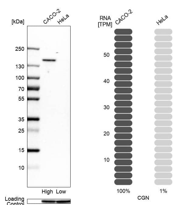 <b>Orthogonal Strategies Validation. </b>Analysis in human cell lines Caco-2 and HeLa using Anti-CGN antibody. Corresponding CGN RNA-seq data are presented for the same cell lines. Loading control: Anti-GAPDH.
