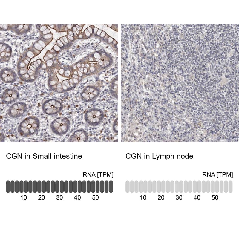 Analysis in human small intestine and lymph node tissues using Anti-CGN antibody. Corresponding CGN RNA-seq data are presented for the same tissues.