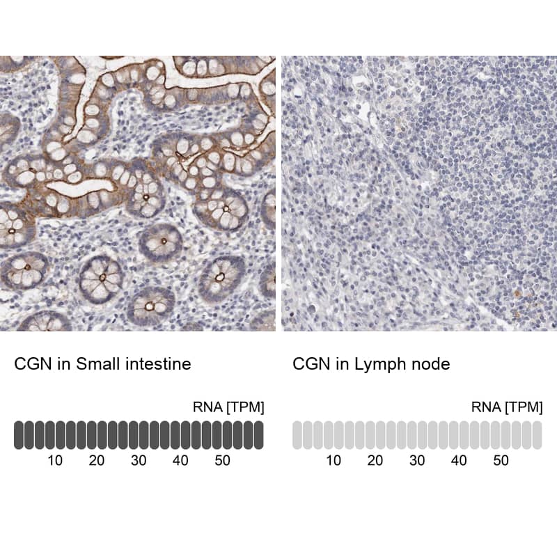 Analysis in human small intestine and lymph node tissues using Anti-CGN antibody. Corresponding CGN RNA-seq data are presented for the same tissues.