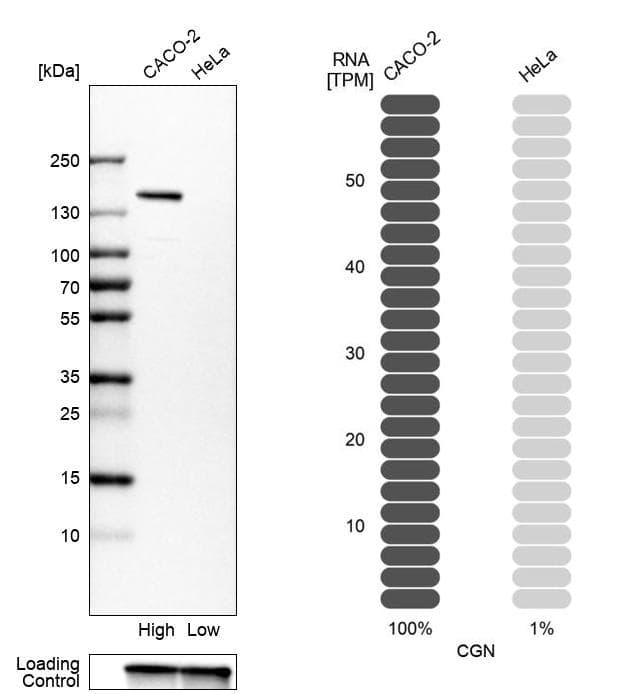 Analysis in human cell lines Caco-2 and HeLa using Anti-CGN antibody. Corresponding CGN RNA-seq data are presented for the same cell lines. Loading control: Anti-GAPDH.