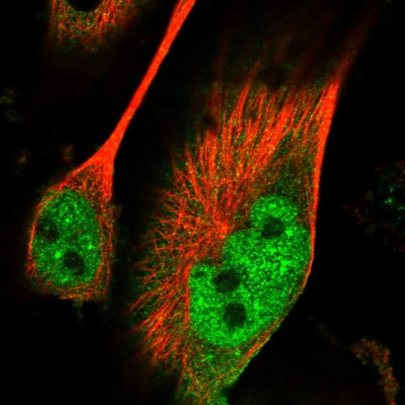 Staining of human cell line U-251 MG shows localization to nucleoplasm.