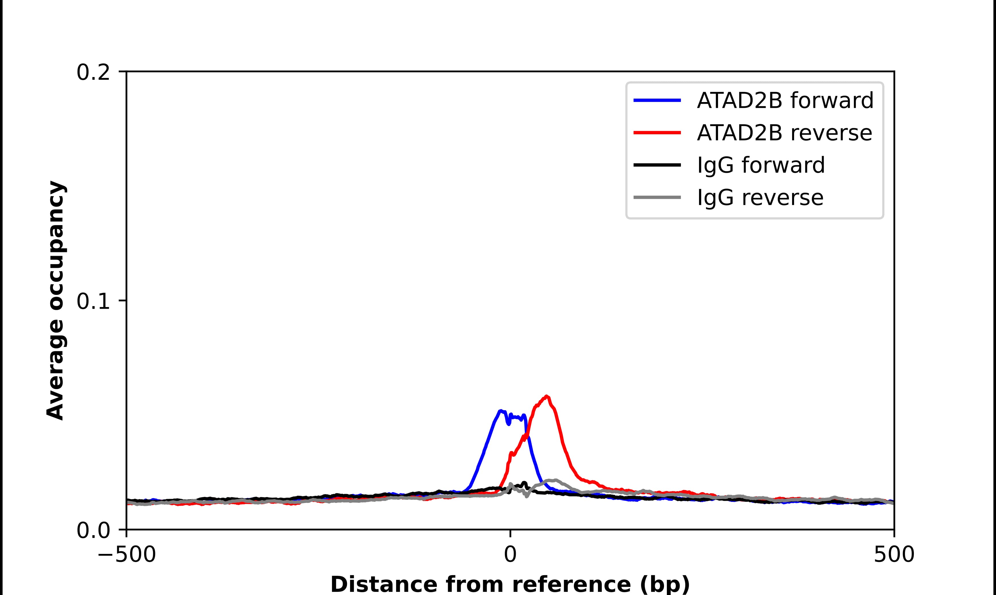 Chromatin Immunoprecipitation ATAD2B Antibody - BSA Free