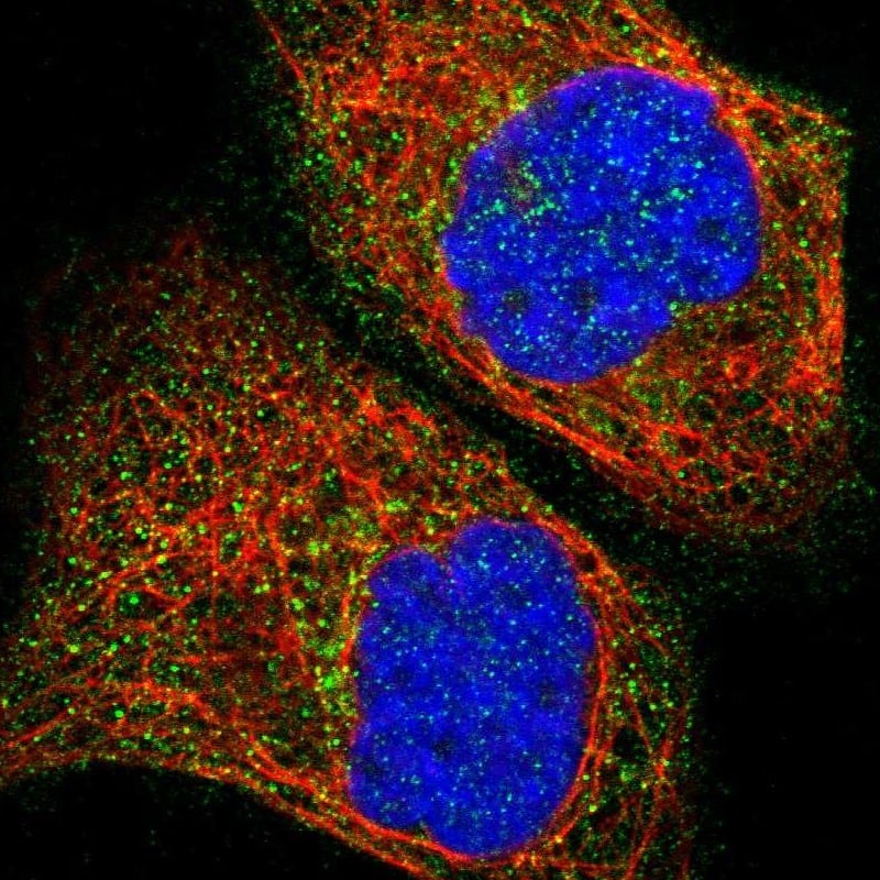 Immunocytochemistry/ Immunofluorescence RIPX Antibody - BSA Free