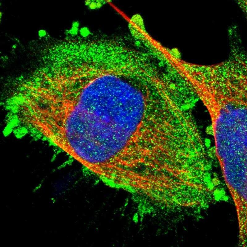 Staining of human cell line U-251 MG shows localization to plasma membrane & cytosol.