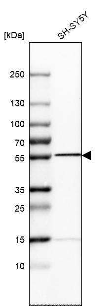 Analysis in human cell line SH-SY5Y.