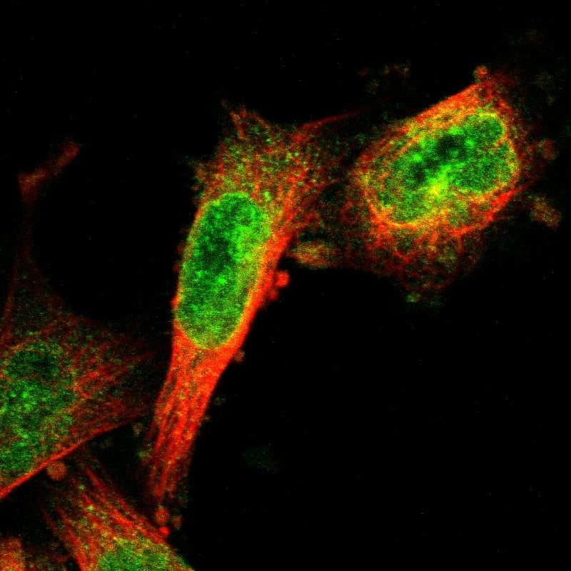 Staining of human cell line U-251 MG shows localization to nucleoplasm & nuclear membrane.