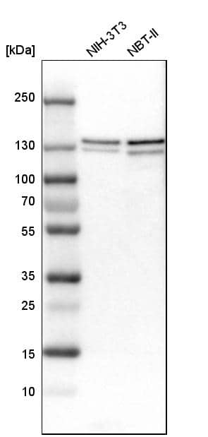 Analysis in mouse cell line NIH-3T3 and rat cell line NBT-II.