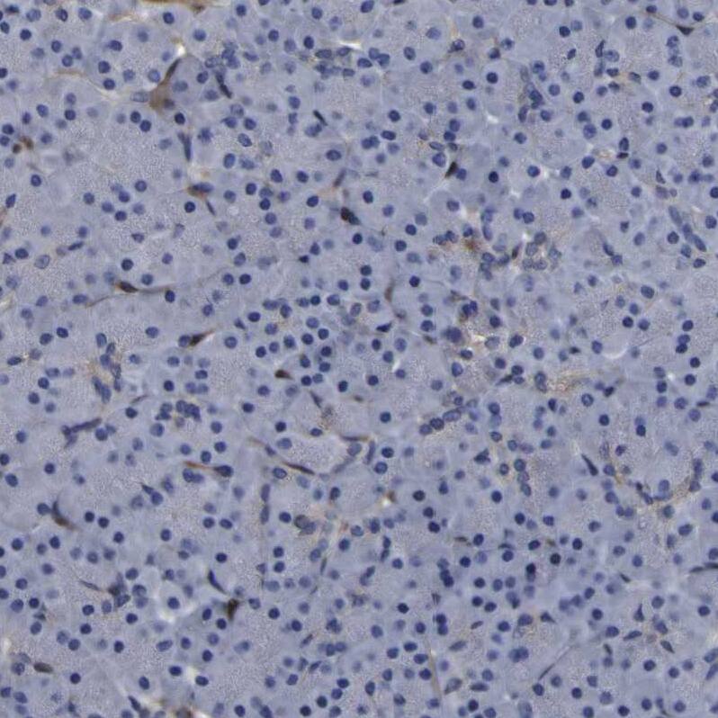 Staining of human pancreas shows no positivity in exocrine glandular cells as expected.