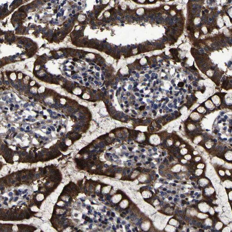 Staining of human small intestine shows strong cytoplasmic positivity in glandular cells.