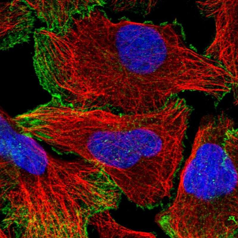 Staining of human cell line U-2 OS shows localization to nucleoplasm & plasma membrane.