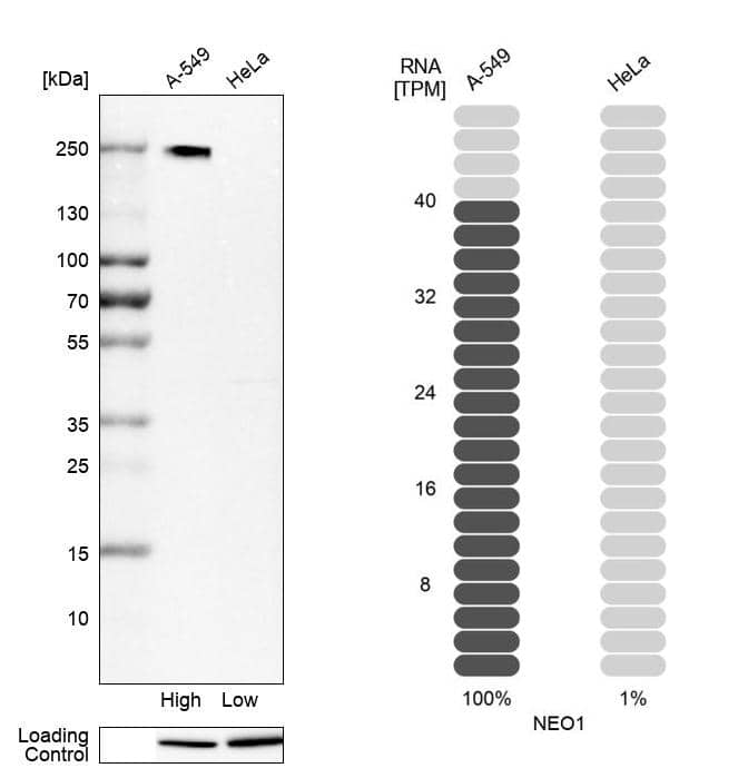 Analysis in human cell lines A-549 and HeLa using Anti-NEO1 antibody. Corresponding NEO1 RNA-seq data are presented for the same cell lines. Loading control: Anti-PARP1.