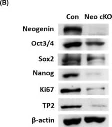 Expression profiling of spermatogonial stem cell markers in control and neogenin-cKO testes. Neogenin was conditionally knocked out in the mouse testis by CRISPR-Cas9 as described in the Materials and Methods. (A) Quantitative real-time PCR analysis of relative mRNA expression of neogenin, Oct3/4, Sox2, and Nanog normalized against that of  beta -actin. (n = 3) (B) Proteins extracted from testicular tissues at postnatal day 26 were analyzed by Western blotting.  beta -actin was used as a housekeeping protein. Con: control testis; Neo cKO: neogenin conditional knock-out testis. Data are the mean +/- SD of triplicates. * p < 0.05 and *** p < 0.001 versus control by the Student’s t-test. Image collected and cropped by CiteAb from the following open publication (//pubmed.ncbi.nlm.nih.gov/36499089), licensed under a CC-BY license. Not internally tested by Novus Biologicals.