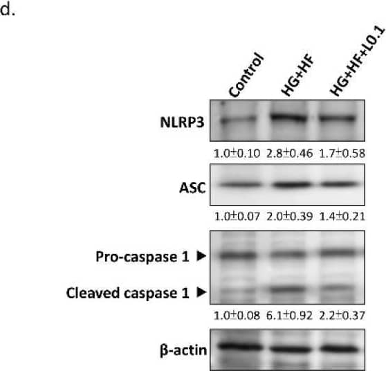 Western Blot ASC1 Antibody - BSA Free