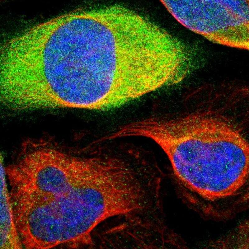 Immunocytochemistry/ Immunofluorescence Cyclin B2 Antibody - BSA Free