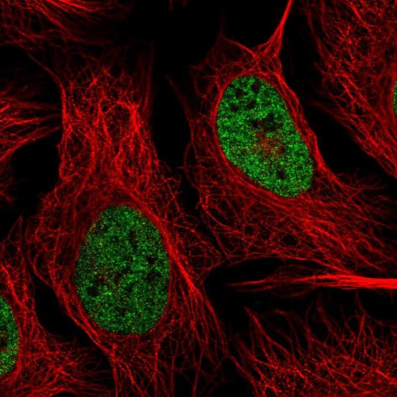 Staining of human cell line U-2 OS shows localization to nucleoplasm.