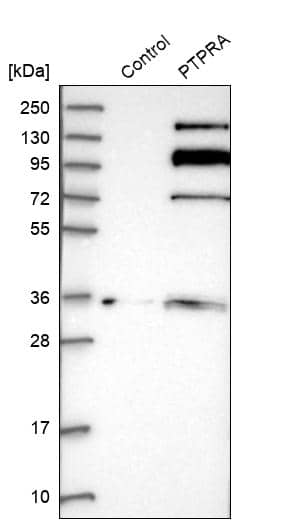 Analysis in control (vector only transfected HEK293T lysate) and PTPRA over-expression lysate (Co-expressed with a C-terminal myc-DDK tag (~3.1 kDa) in mammalian HEK293T cells).