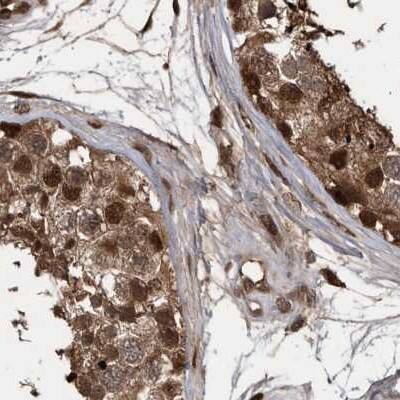 Staining of human testis.