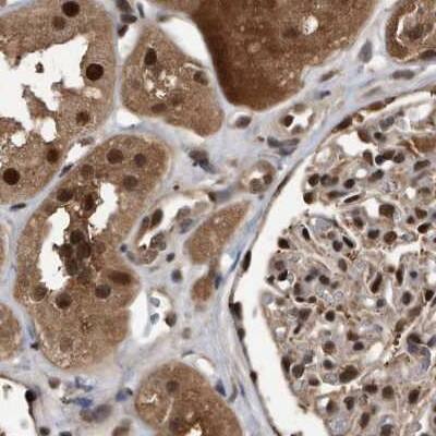 Staining of human kidney.