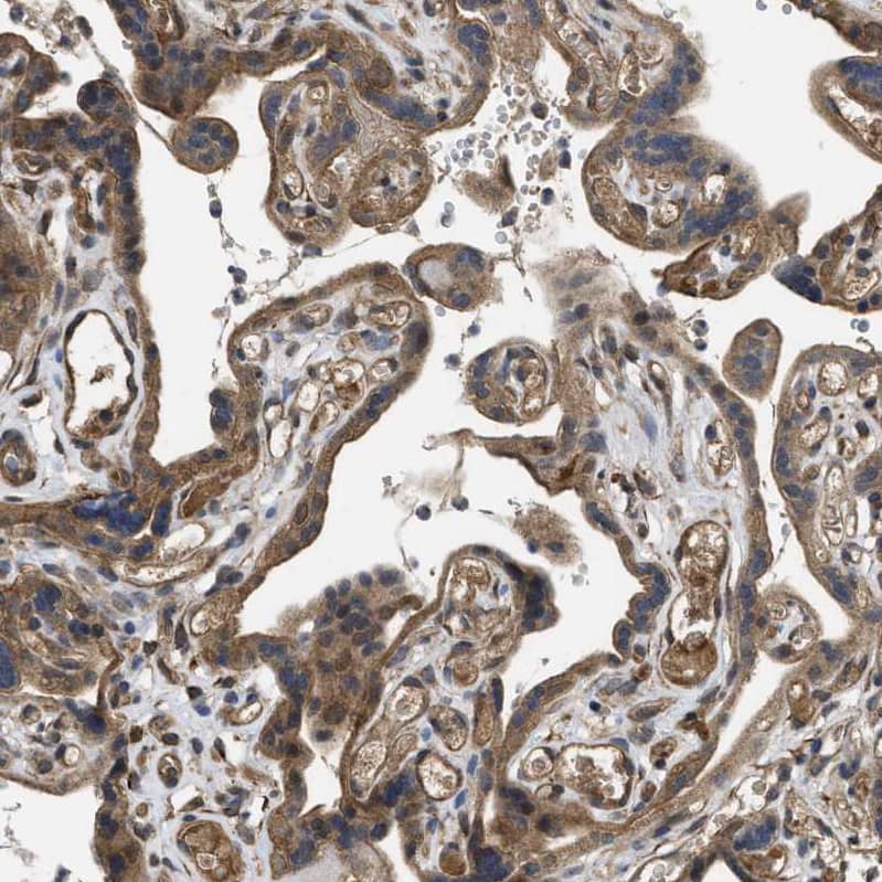 Immunohistochemistry-Paraffin Frizzled-6 Antibody - BSA Free