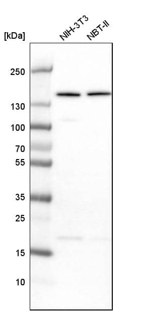 Analysis in mouse cell line NIH-3T3 and rat cell line NBT-II.