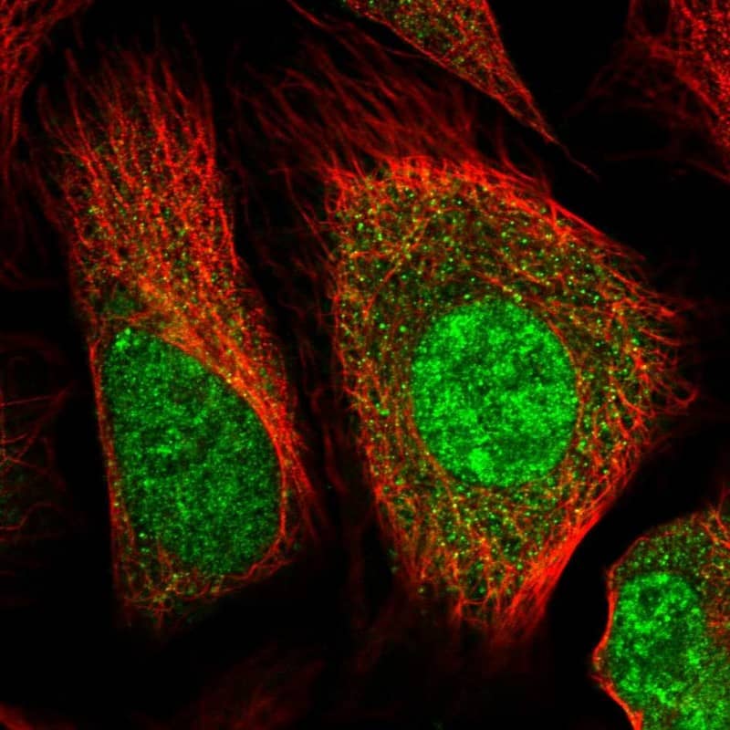 Staining of human cell line U-2 OS shows localization to nucleoplasm & cytosol.