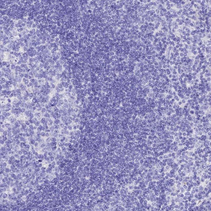 Staining of human lymph node shows no positivity in non-germinal center cells as expected.