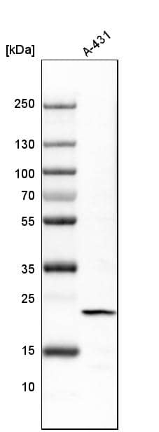 Analysis in human cell line A-431.