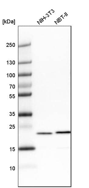 Analysis in mouse cell line NIH-3T3 and rat cell line NBT-II.