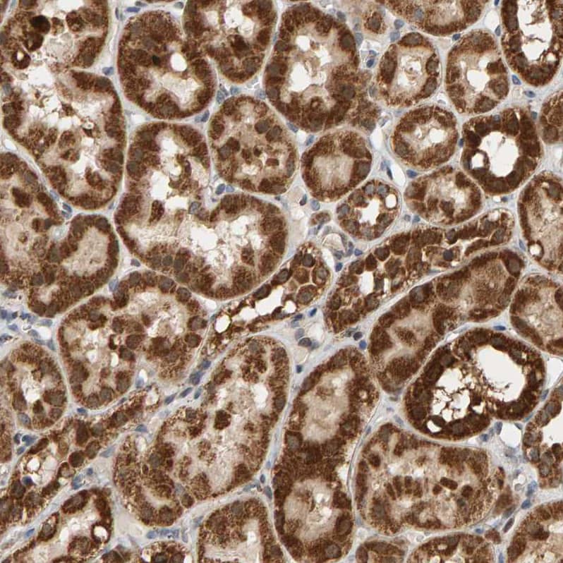 Staining of human kidney shows strong granular cytoplasmic positivity in cells in tubules.