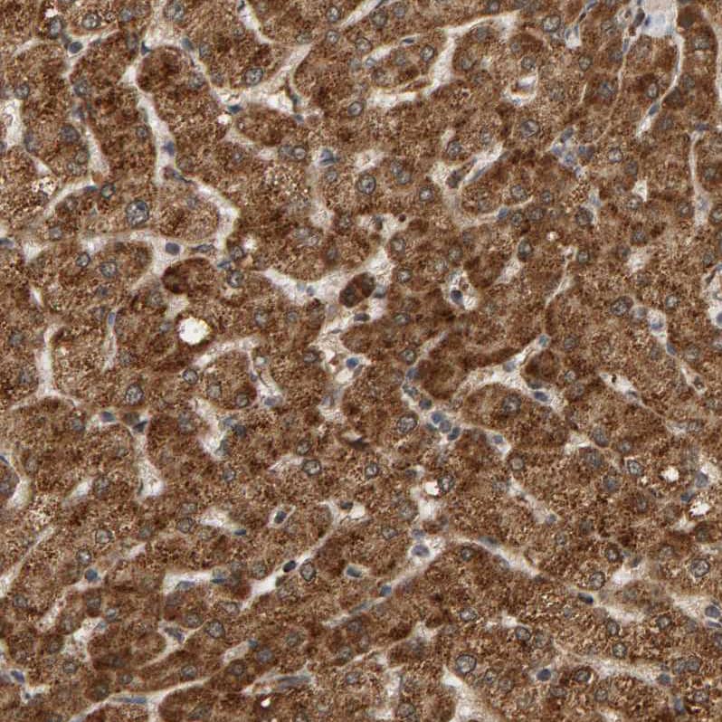 Staining of human liver shows strong granular cytoplasmic positivity in hepatocytes.