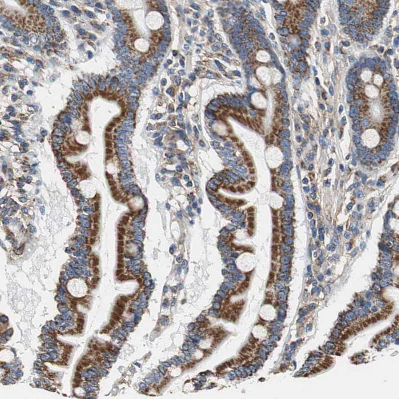 Staining of human duodenum shows strong granular cytoplasmic positivity in glandular cells.