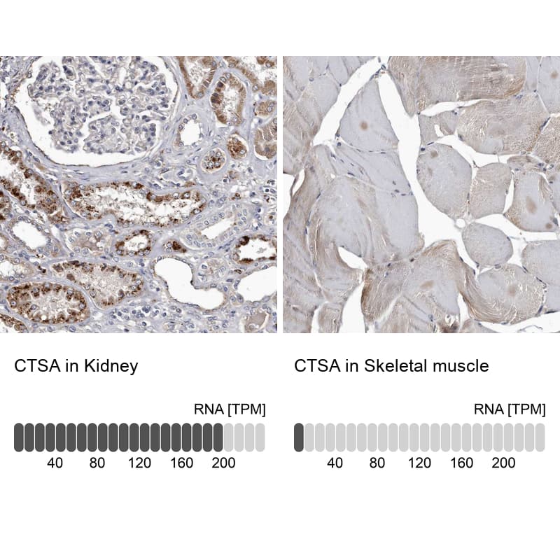 <b>Orthogonal Strategies Validation. </b>Analysis in human kidney and skeletal muscle tissues. Corresponding RNA-seq data are presented for the same tissues.