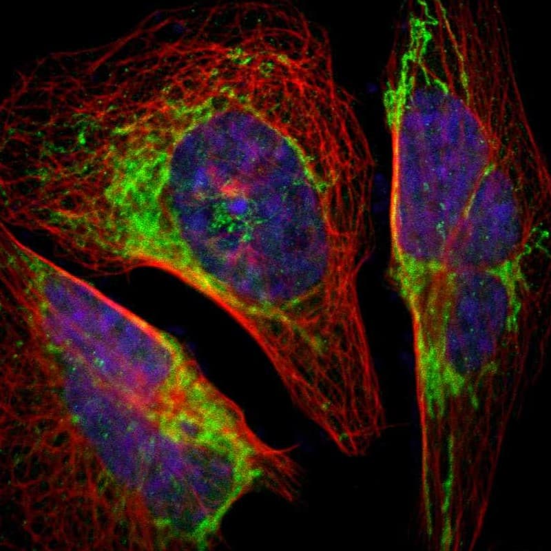 Staining of human cell line U-2 OS shows localization to mitochondria.