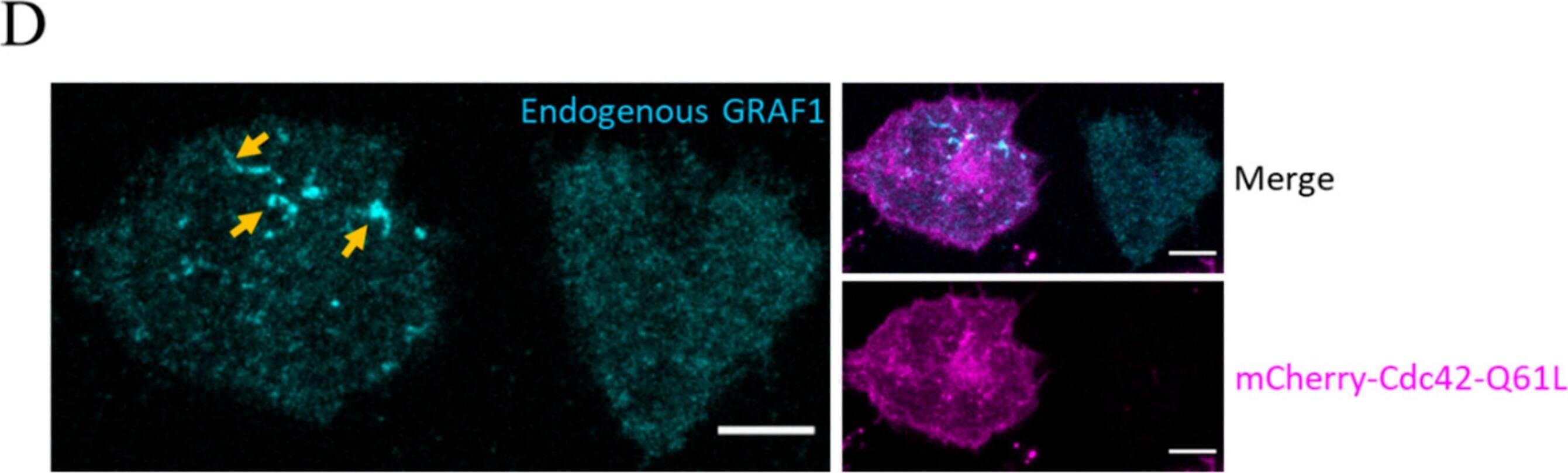 Immunofluorescence GRAF Antibody - BSA Free