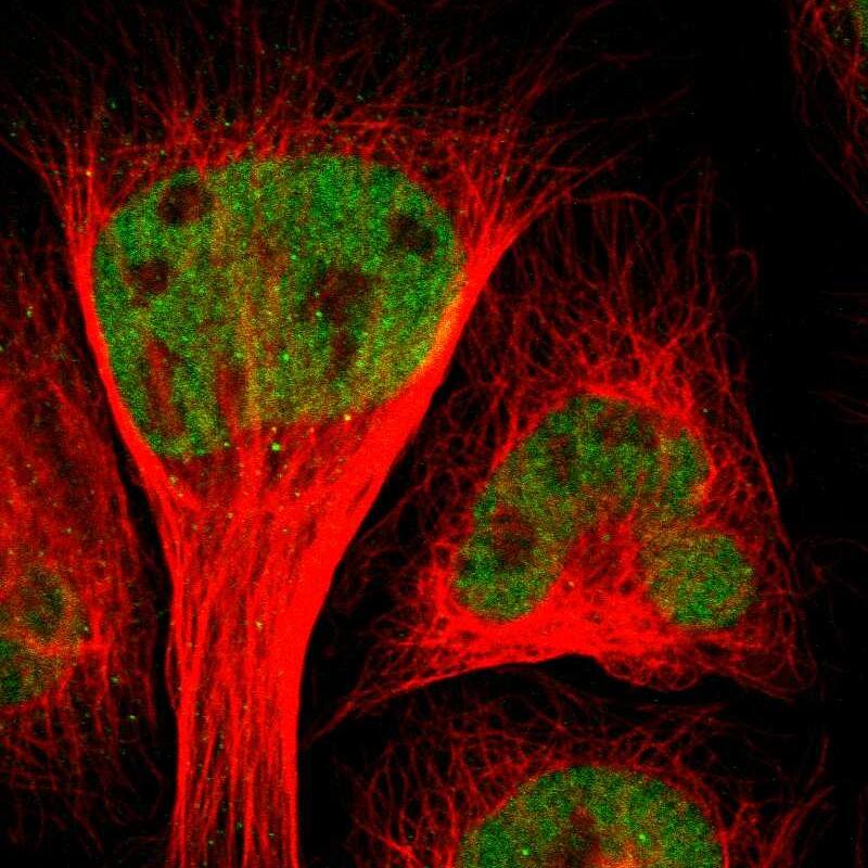 Staining of human cell line U-2 OS shows localization to nucleoplasm.