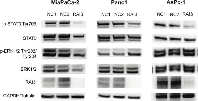 <b>Genetic Strategies Validation. </b>Western Blot analysis of different pathways were tested for alteration in knock-down with GPRC5A siRNA in comparison to negative control.Phosphorylation of STAT3 at Tyr705 is reduced in knock-down of all three cell lines, whereas Phospho-ERK is not changed significantly (see S2 Fig for original Western blot images). (n = 3).